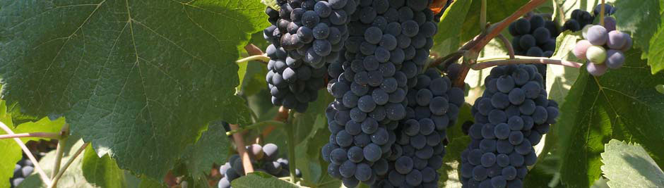 Tagaras Greek Wine