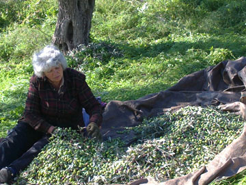 Tagaras Family Farm
