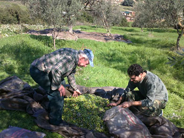Tagaras Family Farm