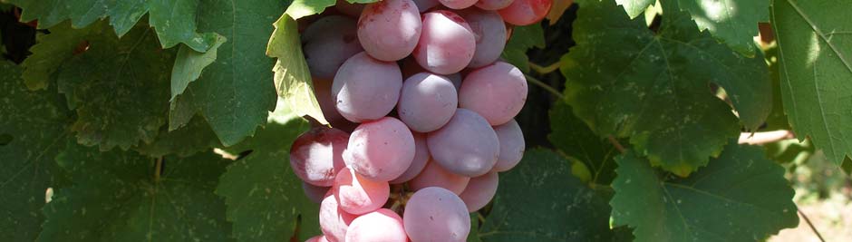 Tagaras Greek Wine