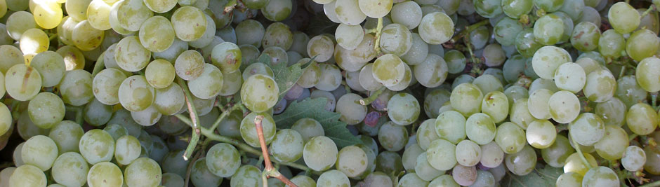 Tagaras Greek Wine