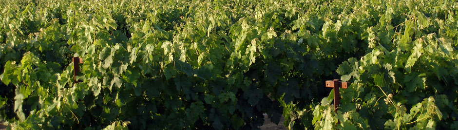 Tagaras Greek Wine