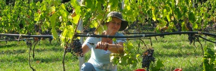 Tagaras Greek Wine
