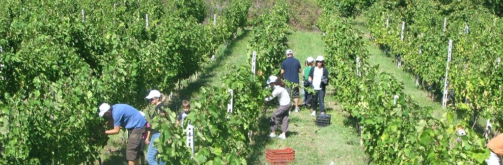 Tagaras Greek Wine